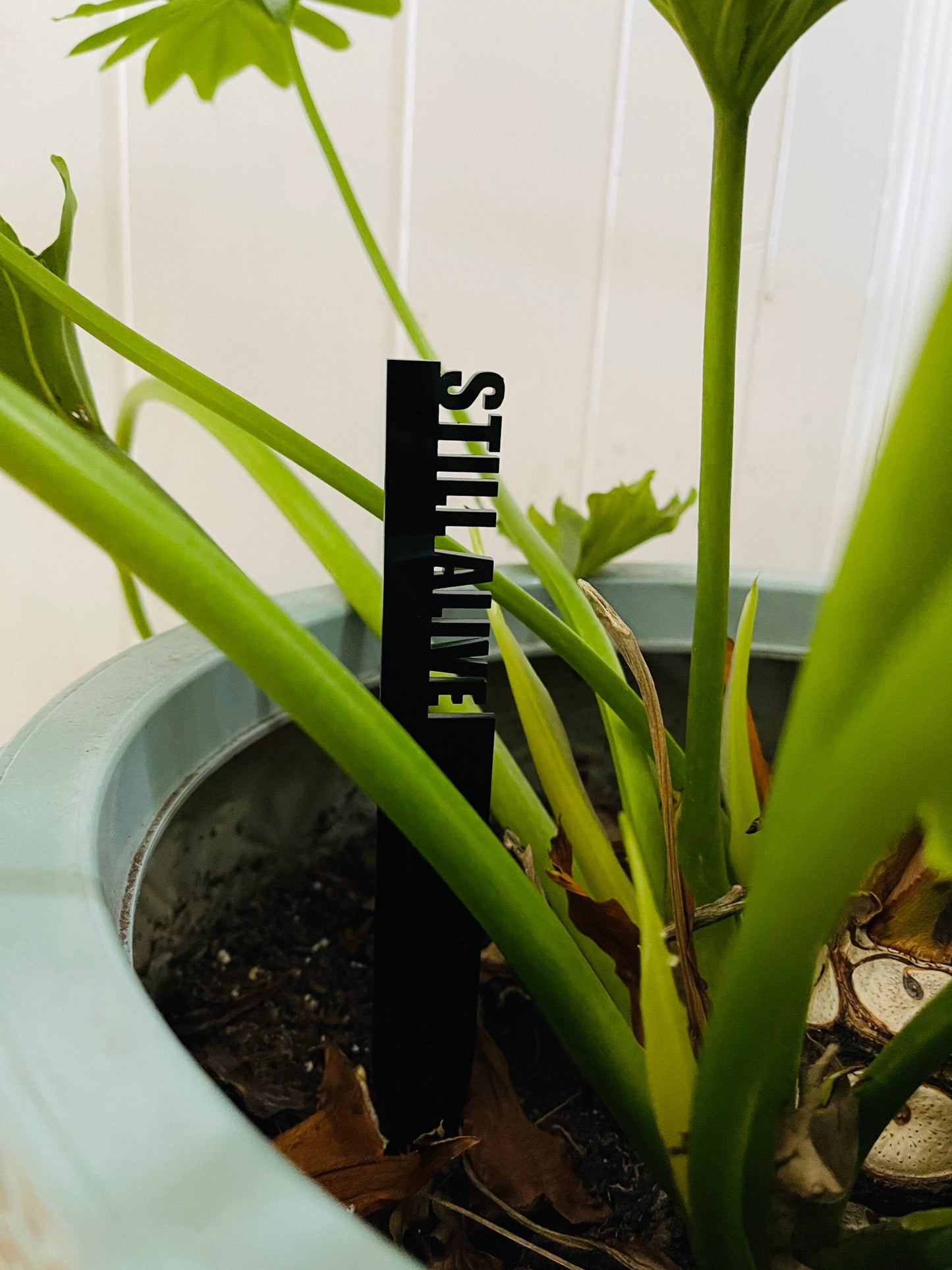 Garden stakes, funny garden stakes, gardening fun